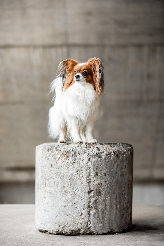 CH. Sissi L'Impératrice De la vallée des noyeres