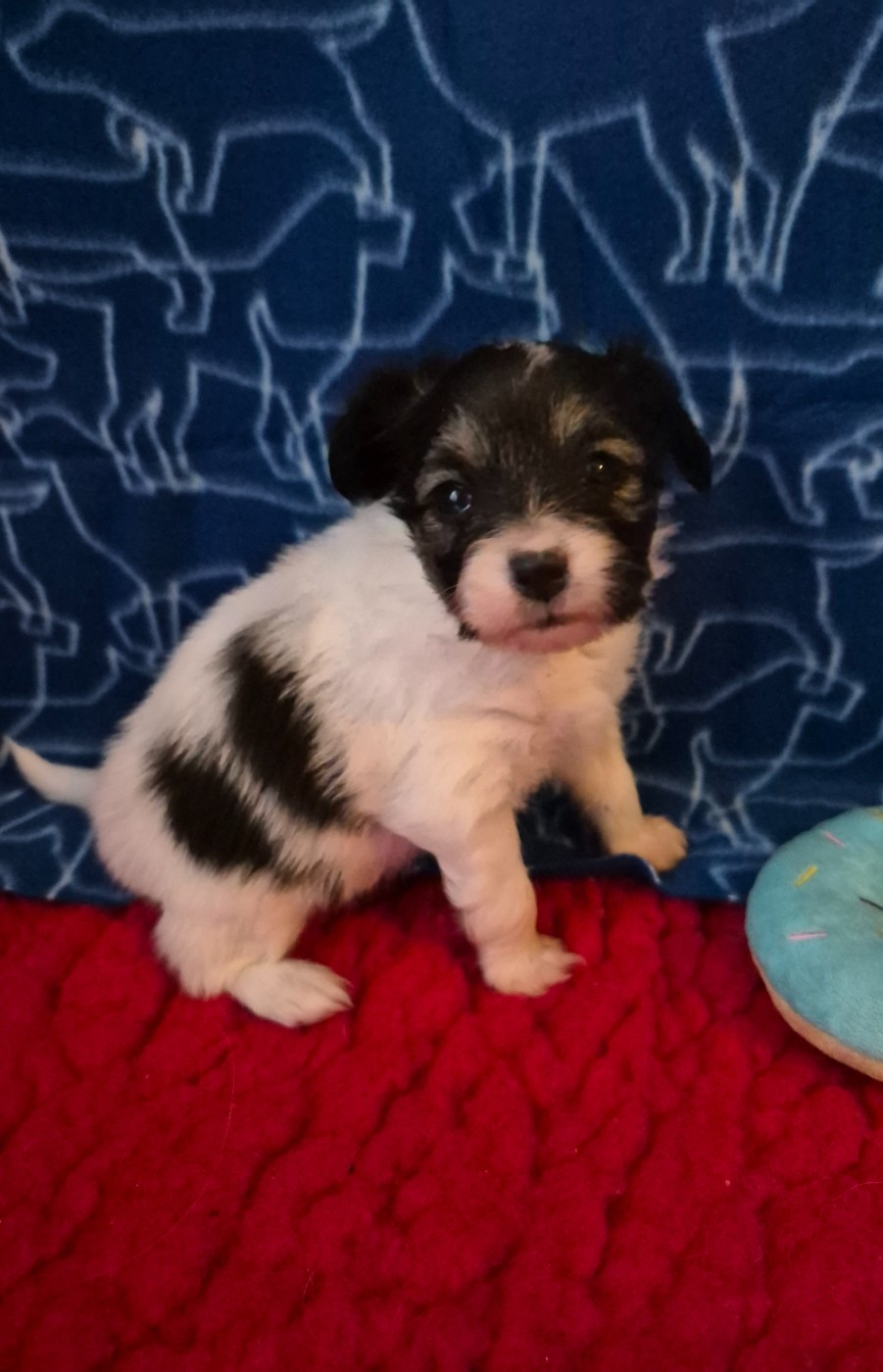 Des Deux Morin - Epagneul nain Continental (Papillon) - Portée née le 01/01/2026